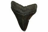 Fossil Megalodon Tooth - South Carolina #295895-1